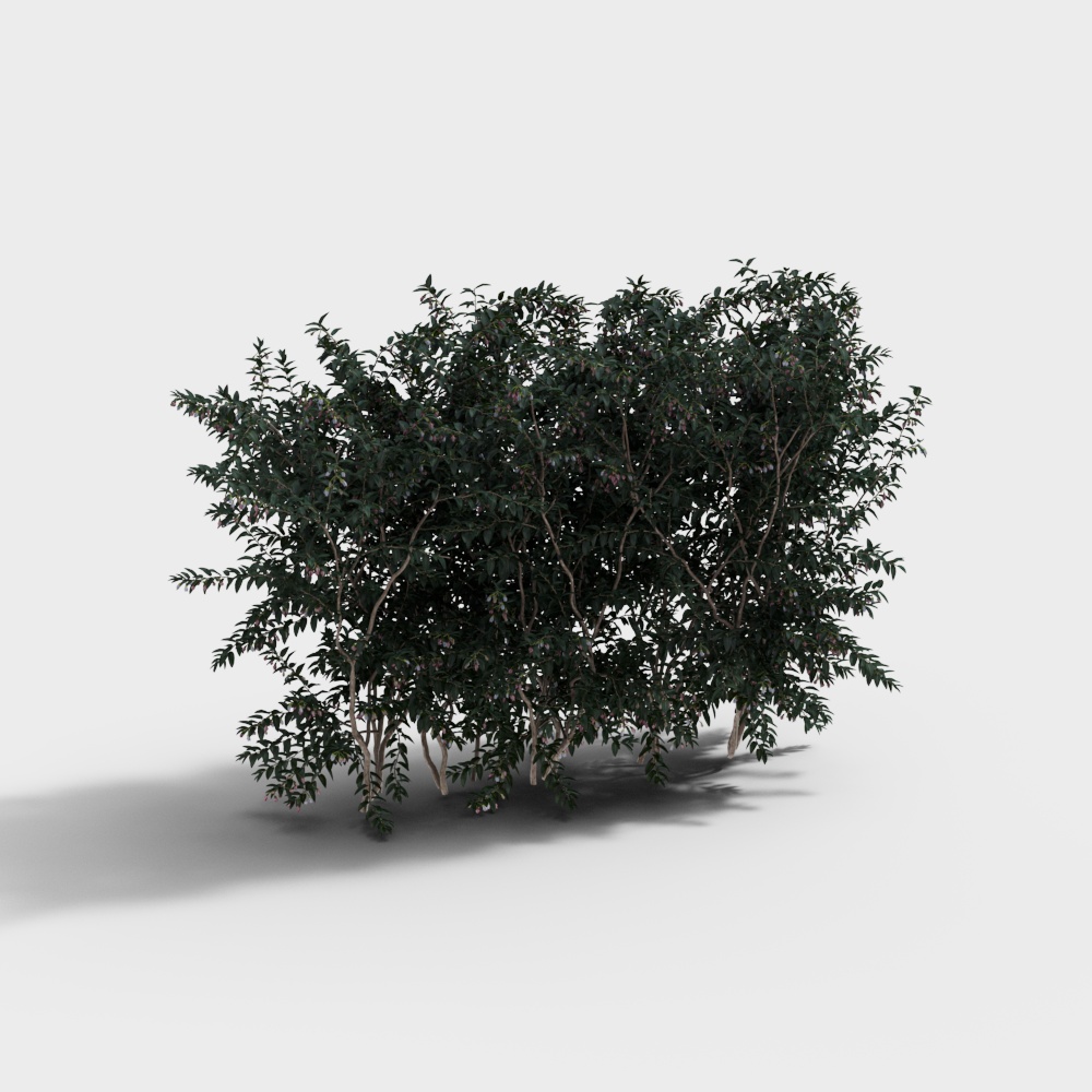 Arbustes de haie verte modernes - Arbustes verts