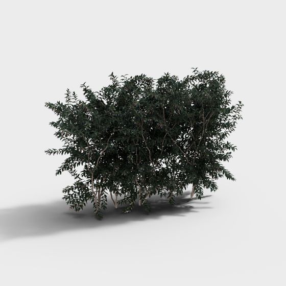 Arbustes de haie verte modernes - Arbustes verts