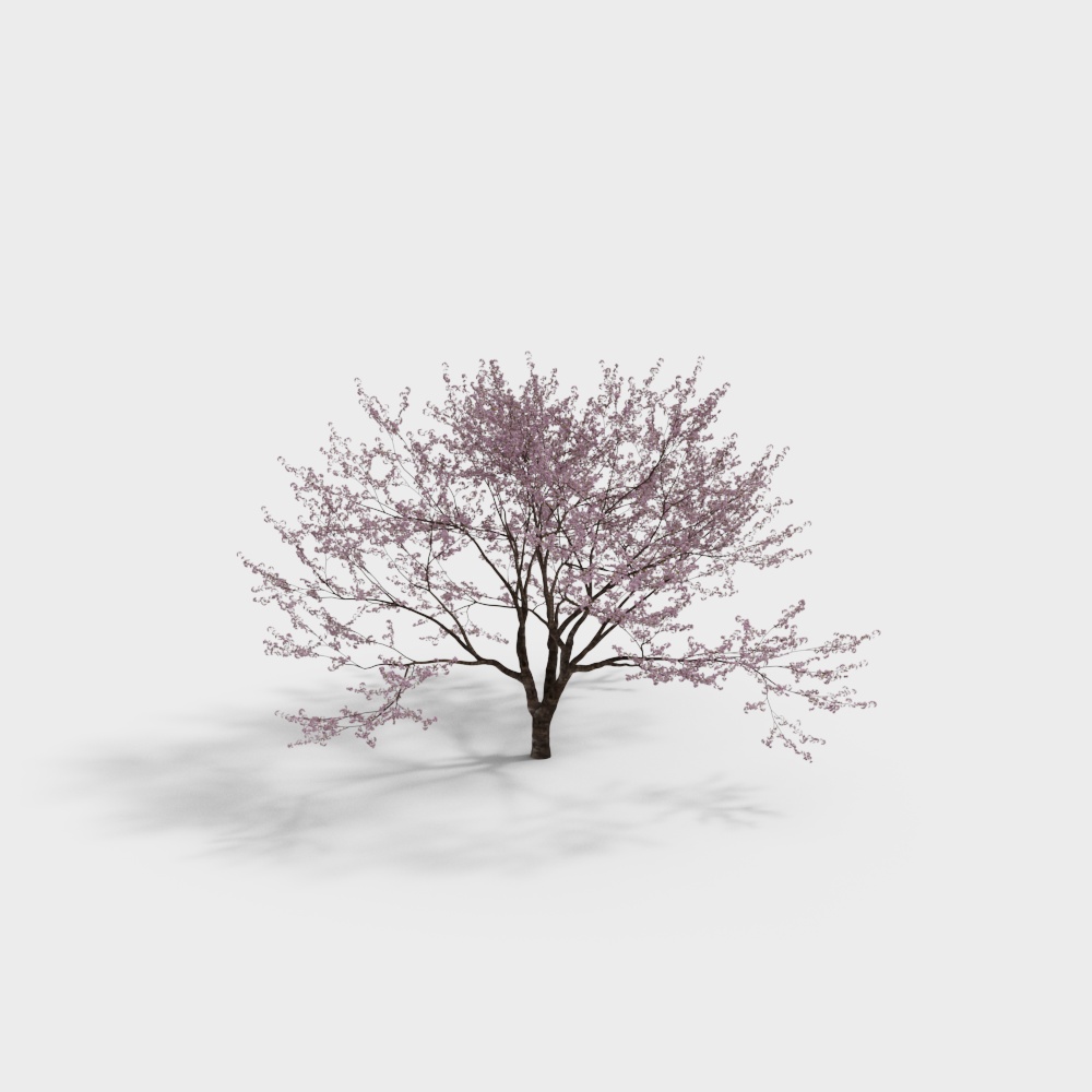 Elegant Cherry Blossom Tree 3D Model