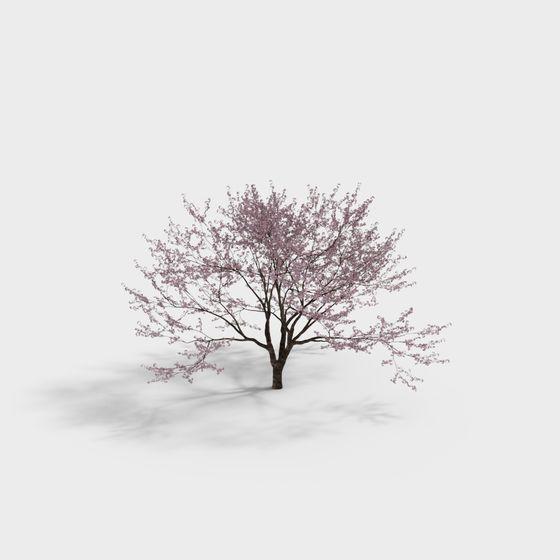 Elegant Cherry Blossom Tree 3D Model