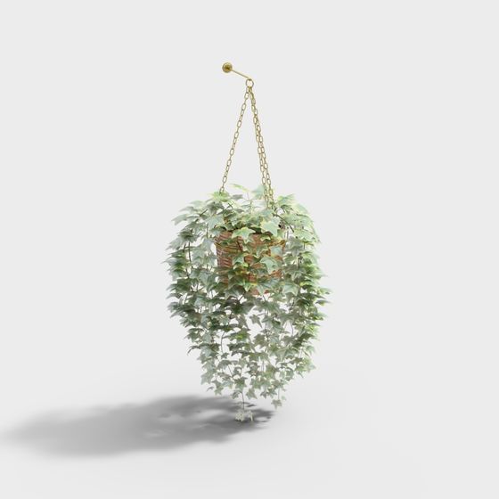 European Bracketplant,Bracketplant,Gray