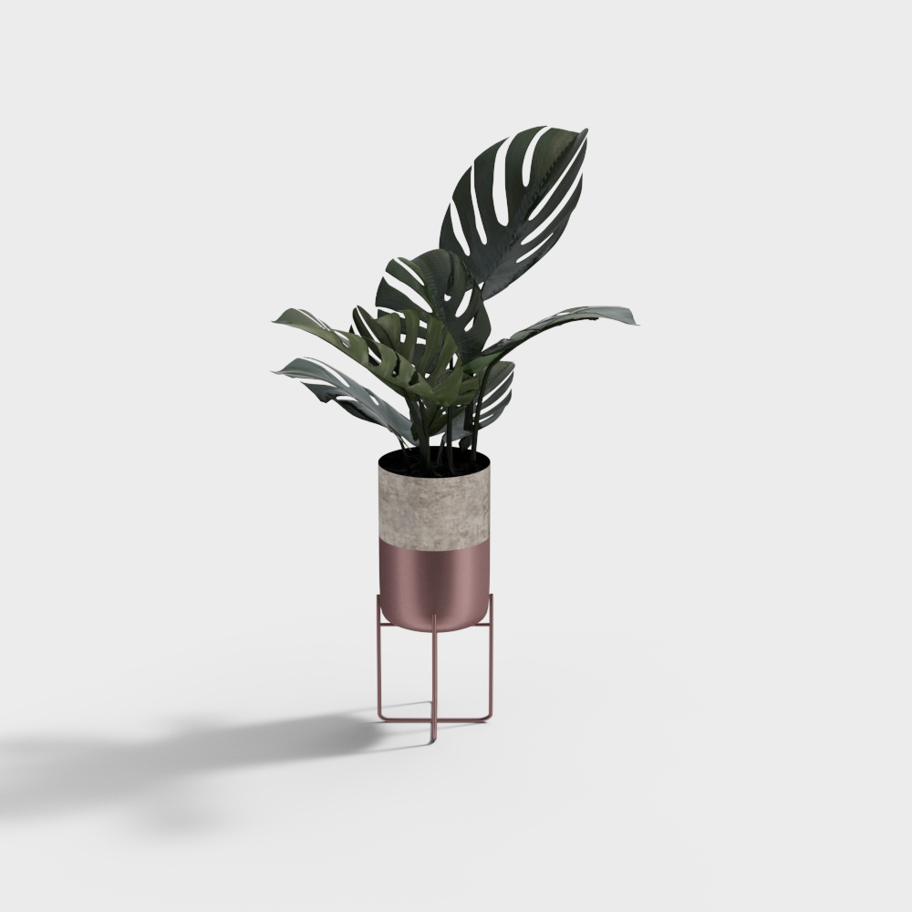 Cây bonsai dây nhện xanh sang trọng nhẹ hậu hiện đại