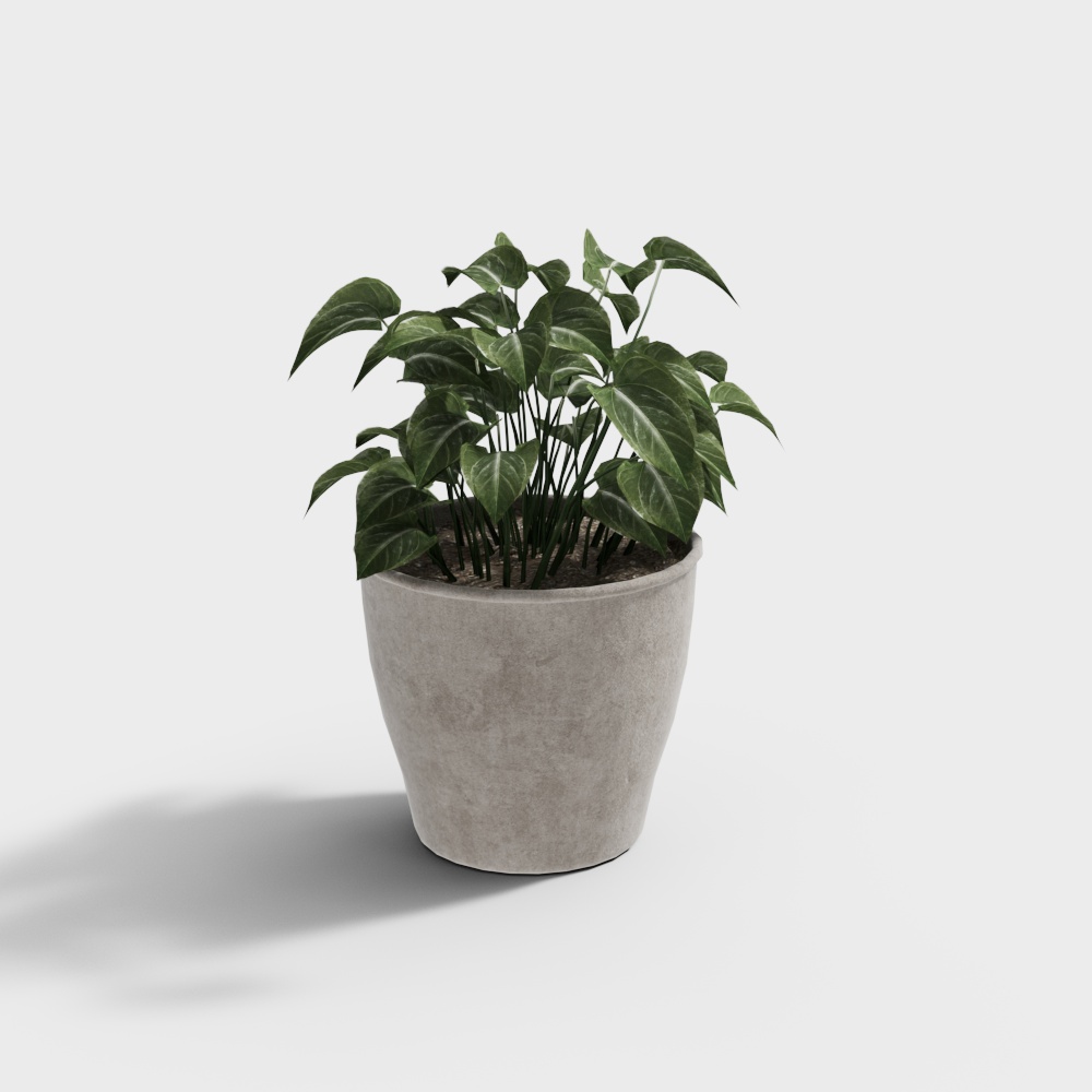 Potted plant