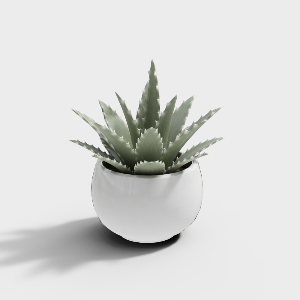 Potted plant