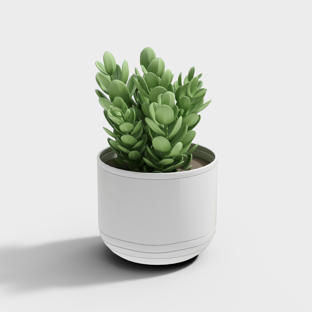 Succulent potted plant