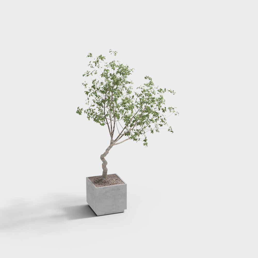 현대적인 화분 식물 9