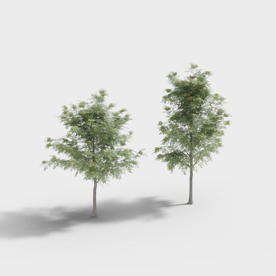 Lifelike Oak Trees 3D model