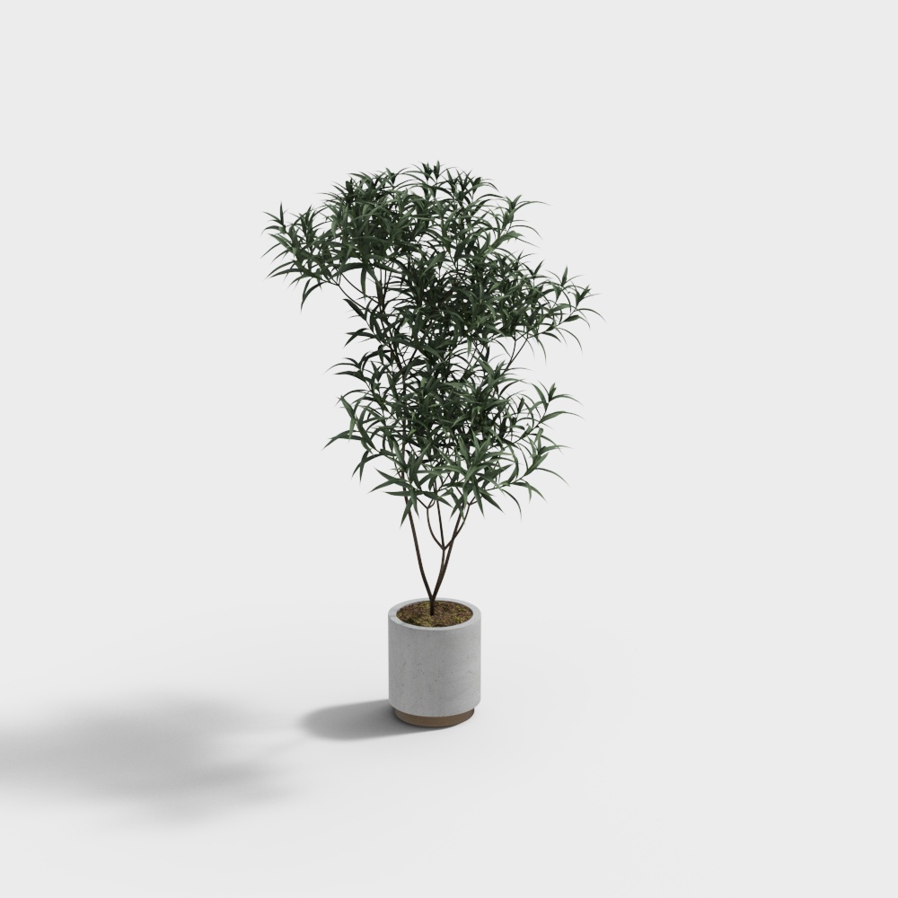Tall green bamboo plant in grey concrete pot with brown base on white background