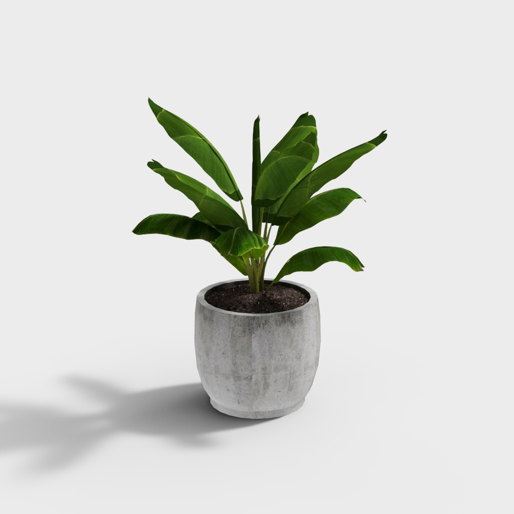Tropical Banana Potted Plant 3D Model – Realistic Low-Poly