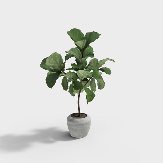 Indoor Green Plant 3D model