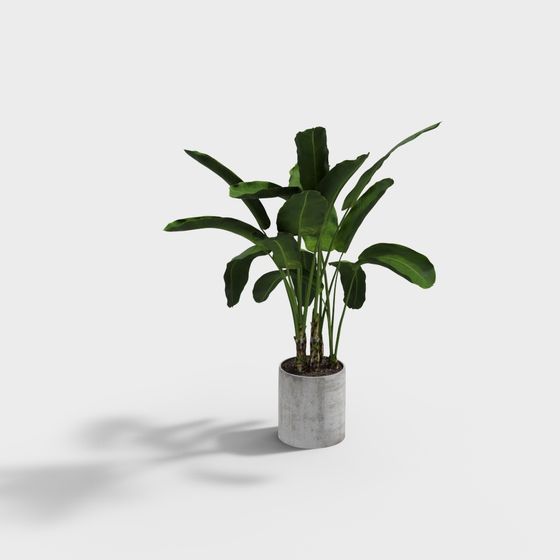 Tropical Style Plant 3D Model