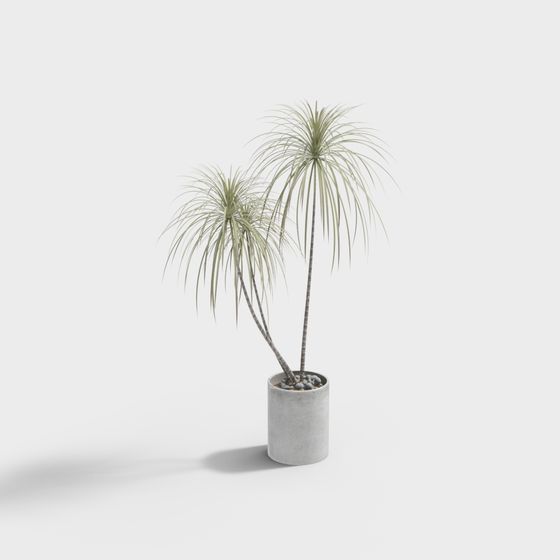 Tall green ponytail palm tree in grey cement planter with stones on white background