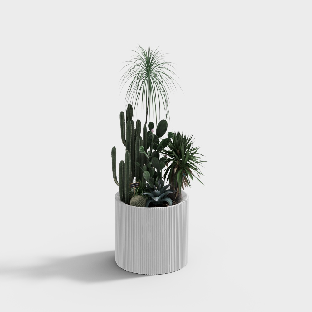 Desert Oasis Indoor Plant Set – Low-Poly Indoor Plants