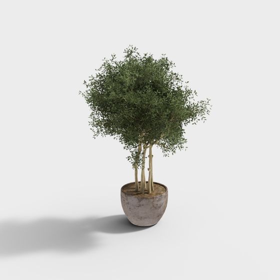 Vibrant Indoor Plant 3D model