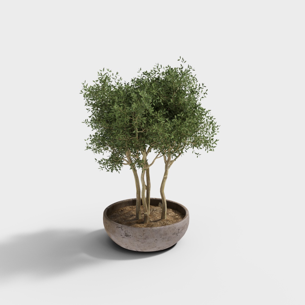 Indoor Potted Olive Tree 3D Model – Realistic Low-Poly Plant