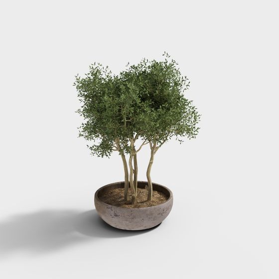 Realistic Indoor Potted Olive Tree 3D model