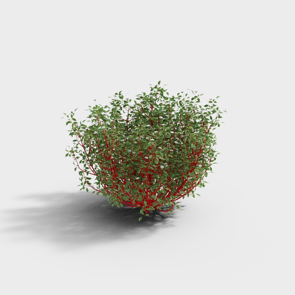 Cespite di piante verdi moderne-3