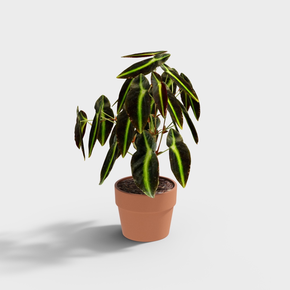 Lebende Alocasia Pflanze im Terrakotta Topf