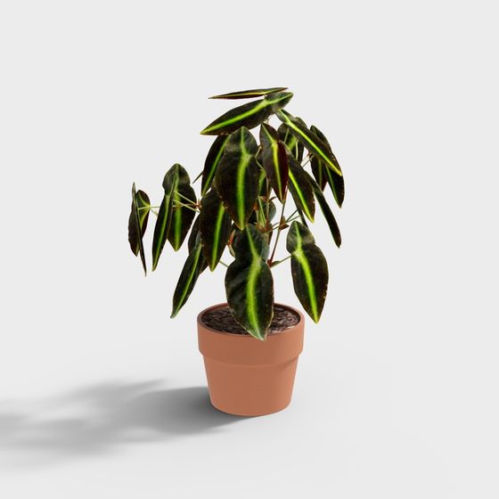 Lebende Alocasia Pflanze im Terrakotta Topf