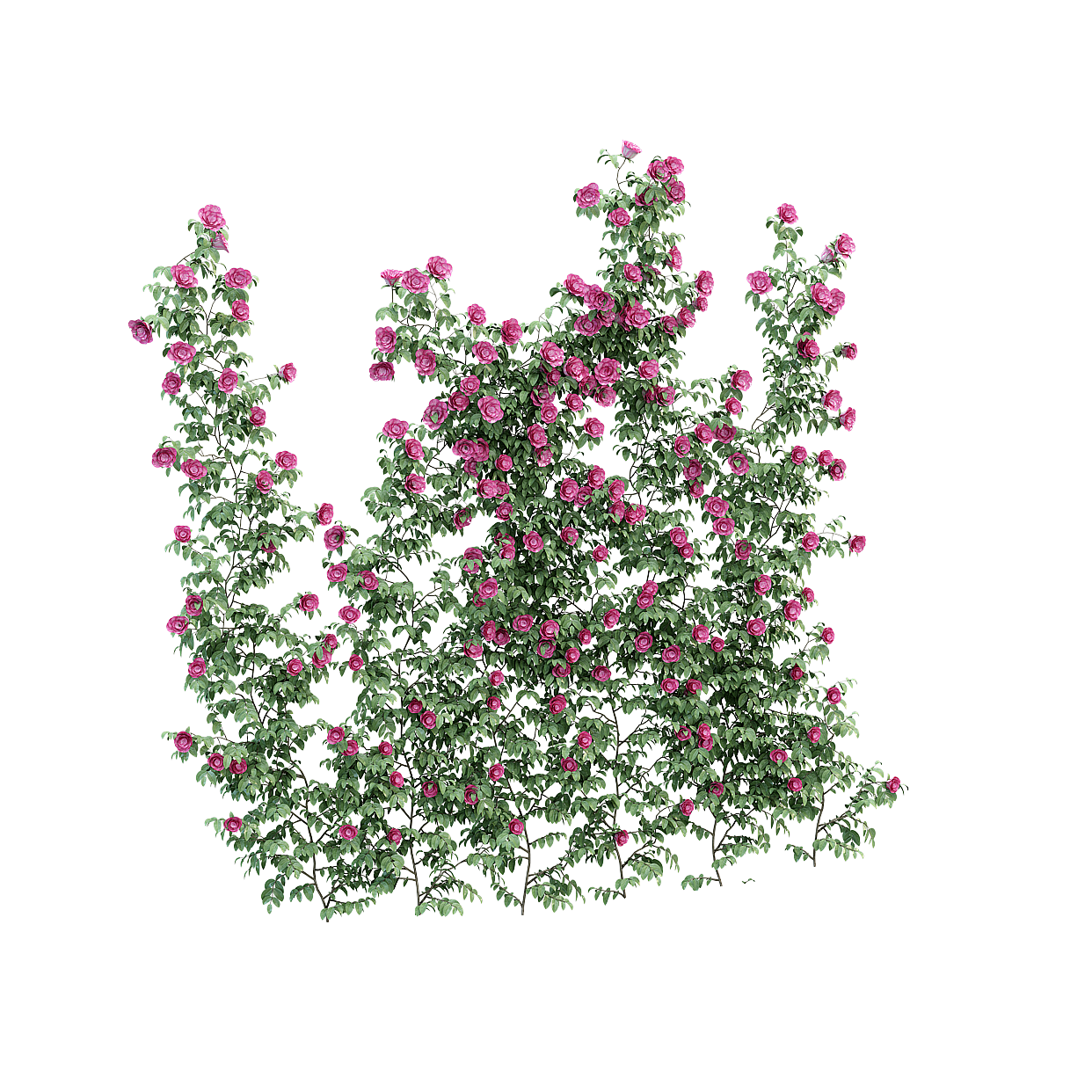 Vibrant Rose Wall 3D Model – Detailed Floral Design