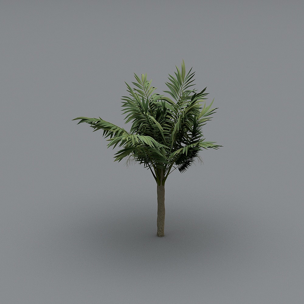 Green palm tree with long leaves and brown trunk on grey background