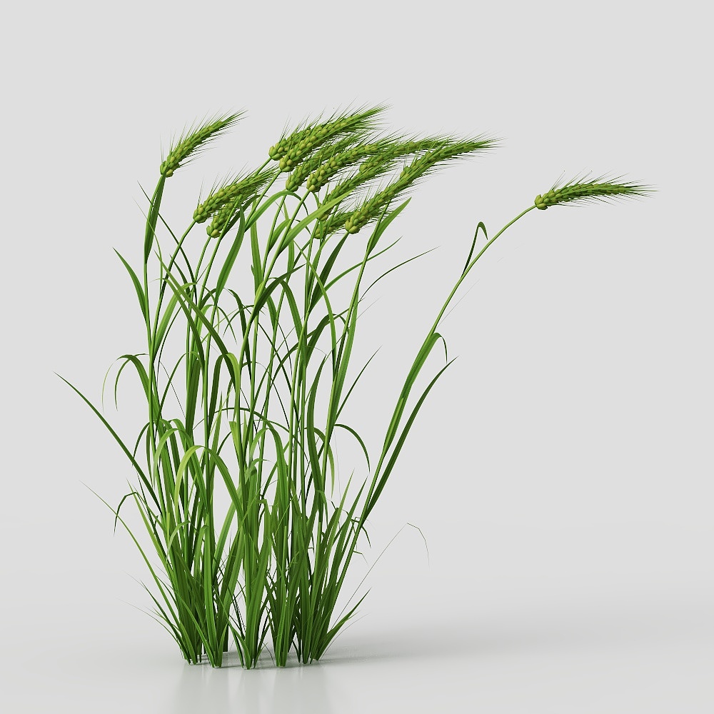 Plantes d'extérieur-62