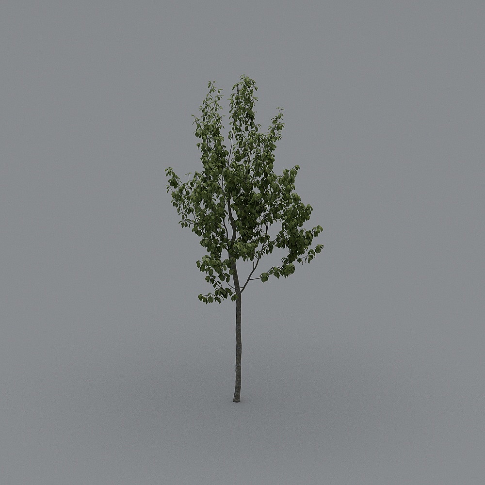 Commonly used trees 30-elements