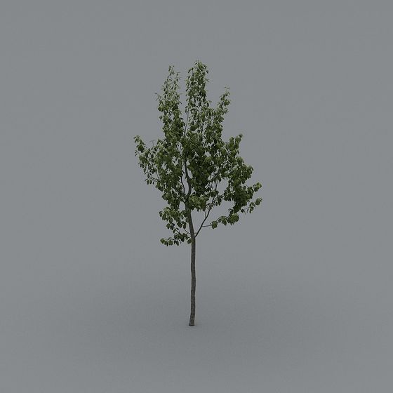 Youthful Tree 3D model