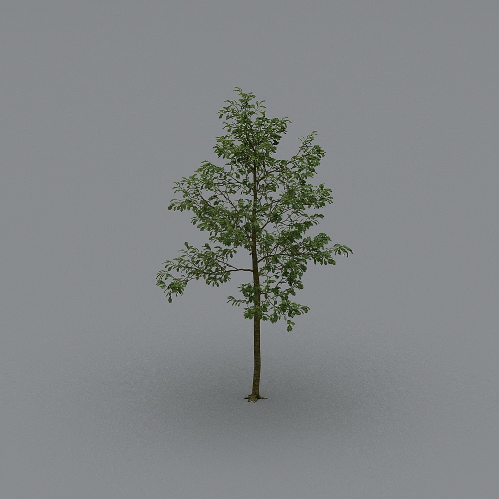 Youthful Tree 3D model