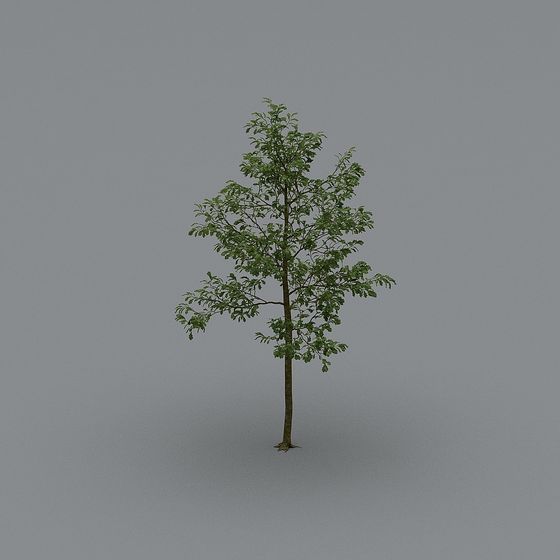 Youthful Tree 3D model