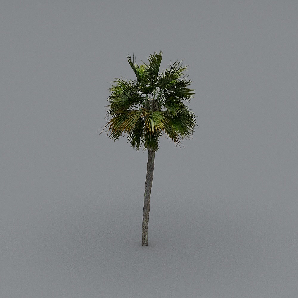 Palm Tree 3-Ks