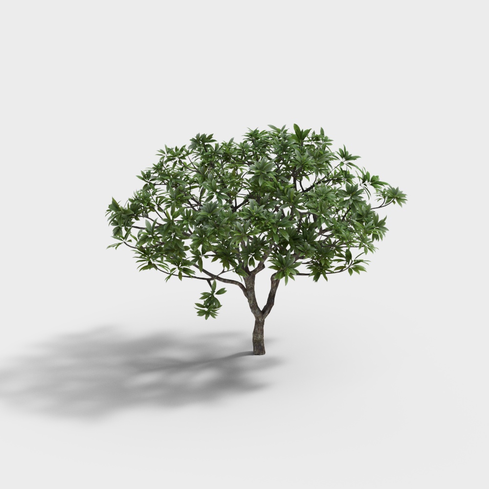 Green leafy garden tree with brown trunk and wide canopy on white background