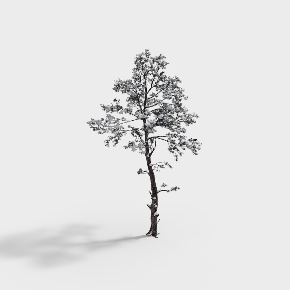 Tall green pine tree with snow on branches and trunk on white background