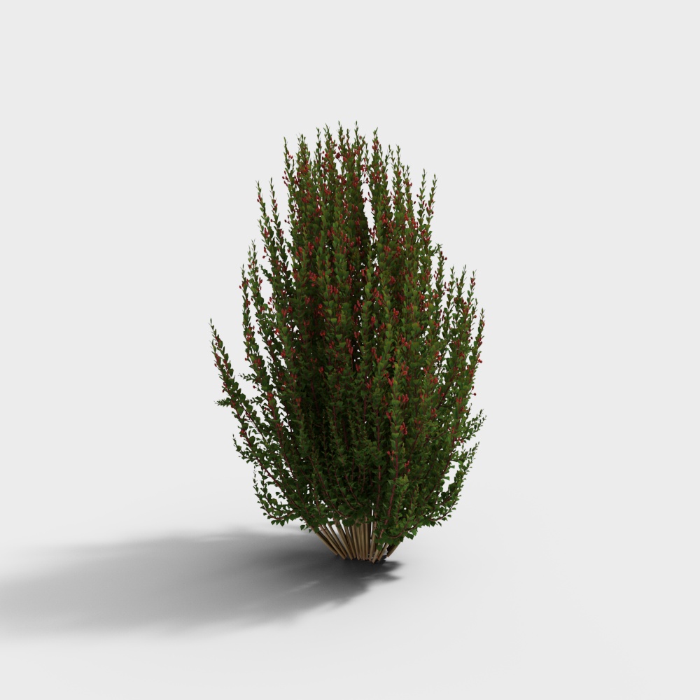 Green bush with small red berries and brown stems on white background