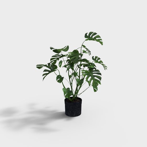 Lively Monstera Deliciosa 3D Model for Creative Spaces