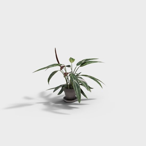 Indoor Green Plant 3D model
