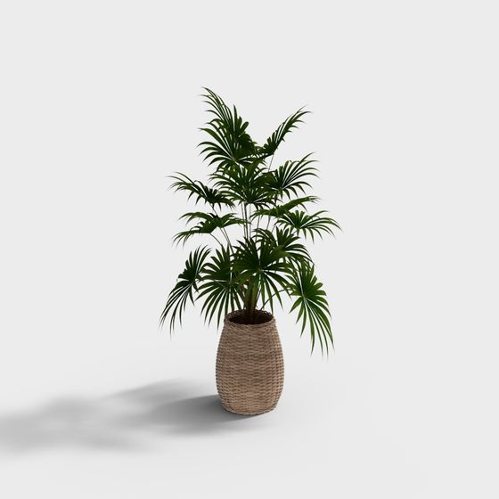 Tropical Potted Plant 3D Model