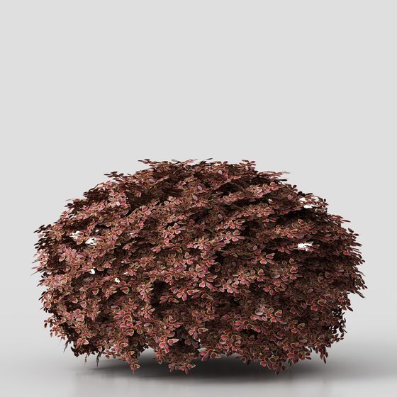 Vibrant Purple Leaf Barberry 3D Model