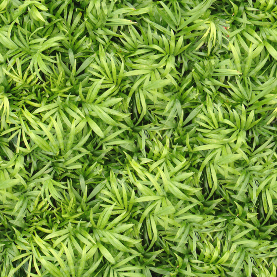 Grass Finishes 3D Model for Interior Design