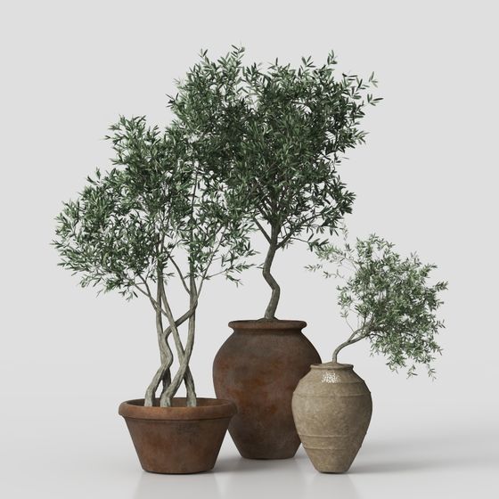 Olive Tree and Pot 3D model