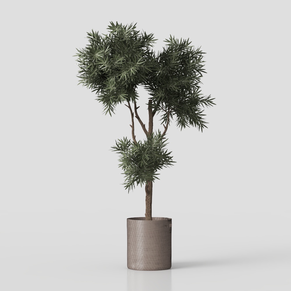 Potted Palm Tree 3D model