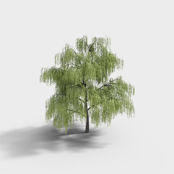 Realistic Weeping Willow Tree 3D model