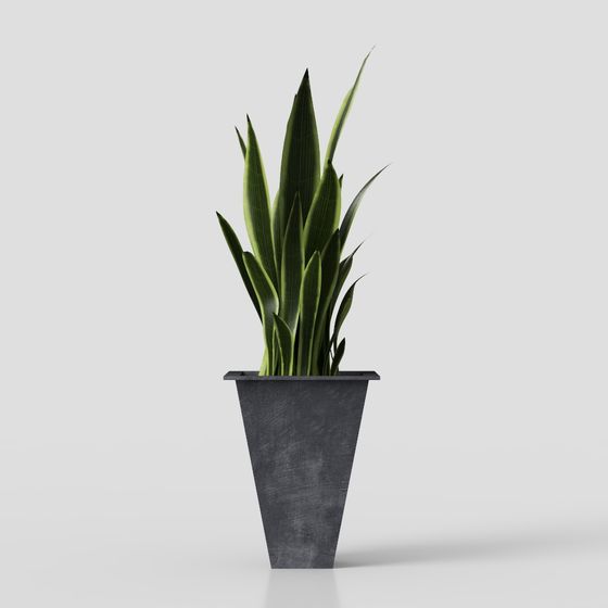 Cây xanh được trồng trong chậu