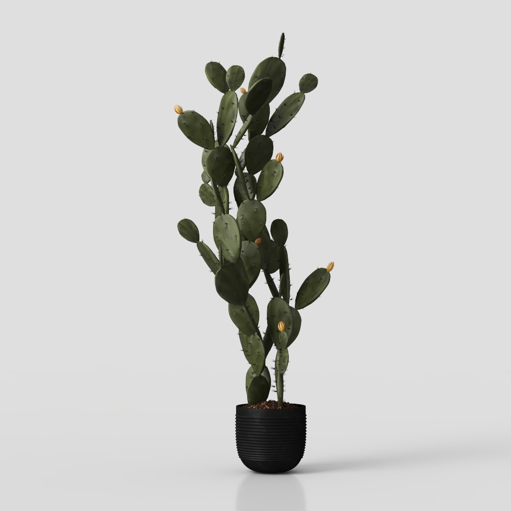 Lively Cactus 3D Model – Low-Poly Desert Plant