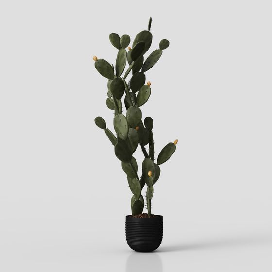 Lively Cactus 3D Model for Creative Projects
