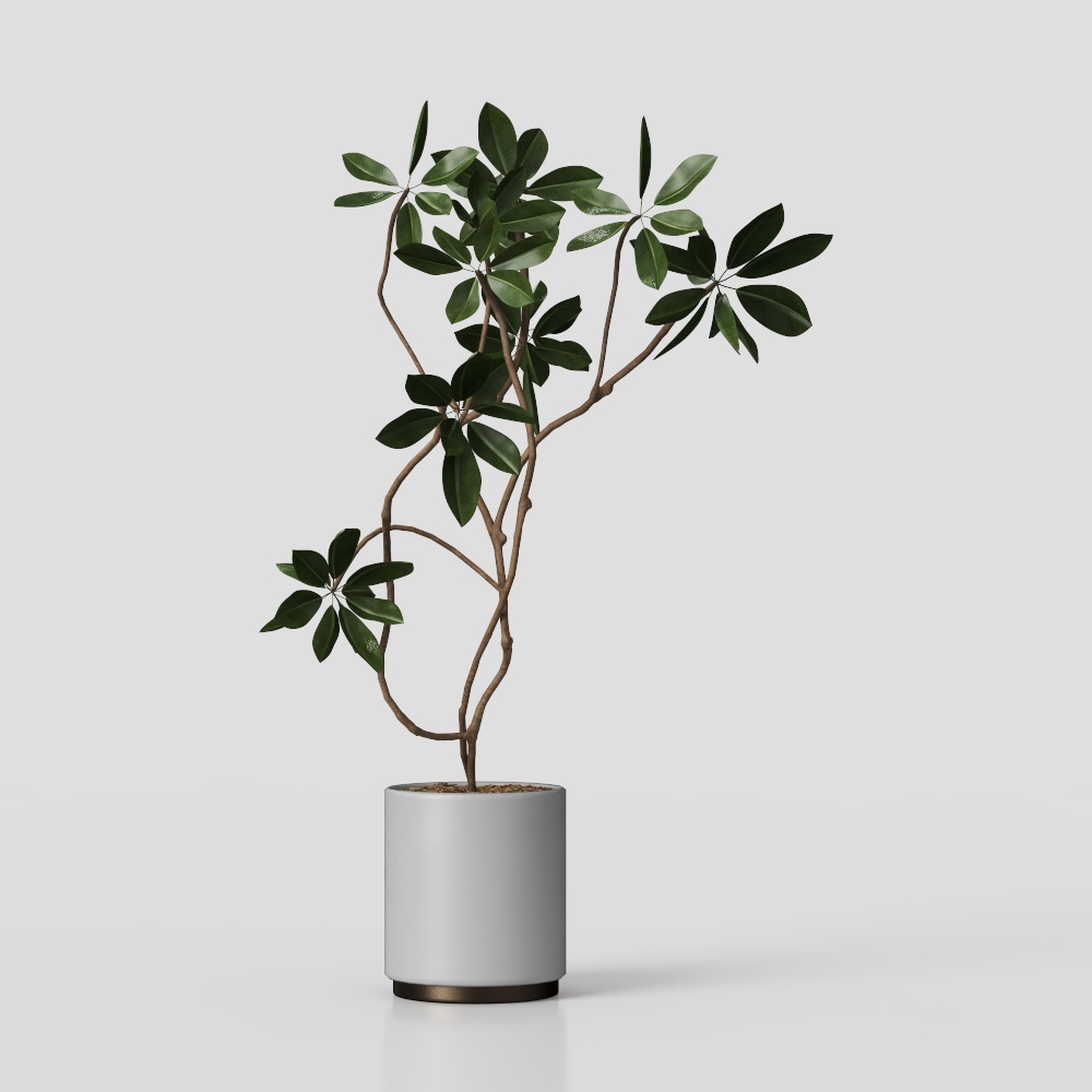Plante verte moderne