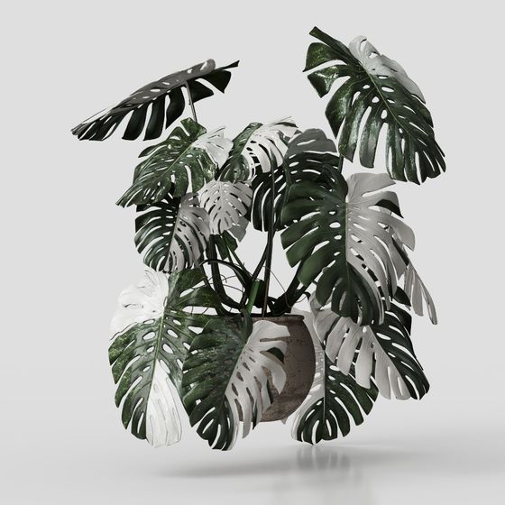 Monstera Deliciosa 3D Model for Lush Designs