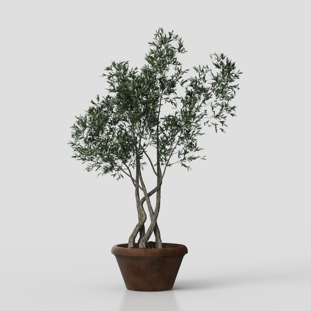 Wabi-Sabi Topfpflanzen