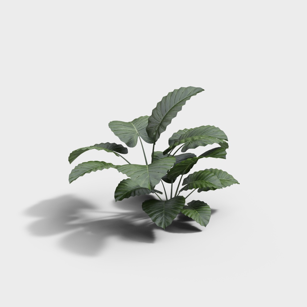 พืชใบใหญ่