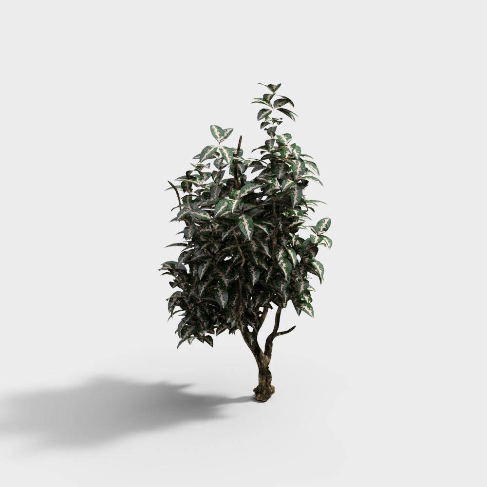 Small indoor plant with green and white variegated leaves on grey background